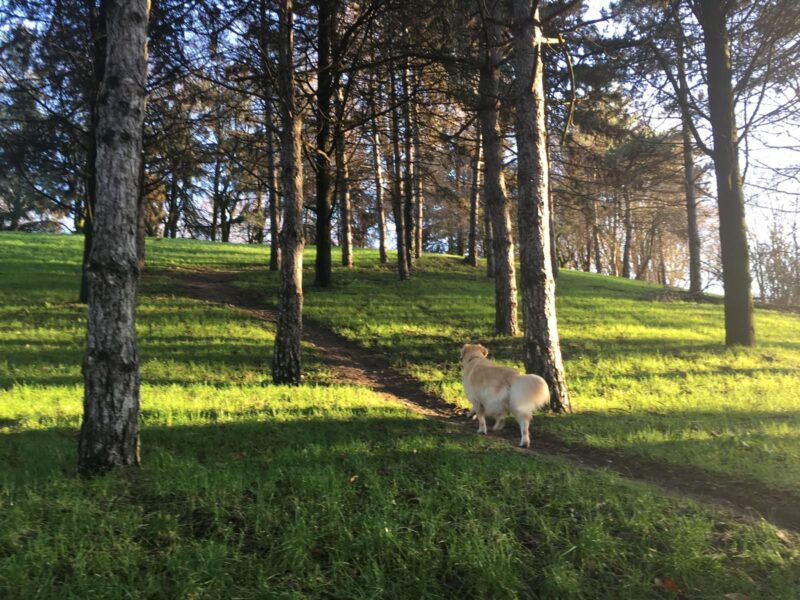 Area cani: qual è quella giusta?