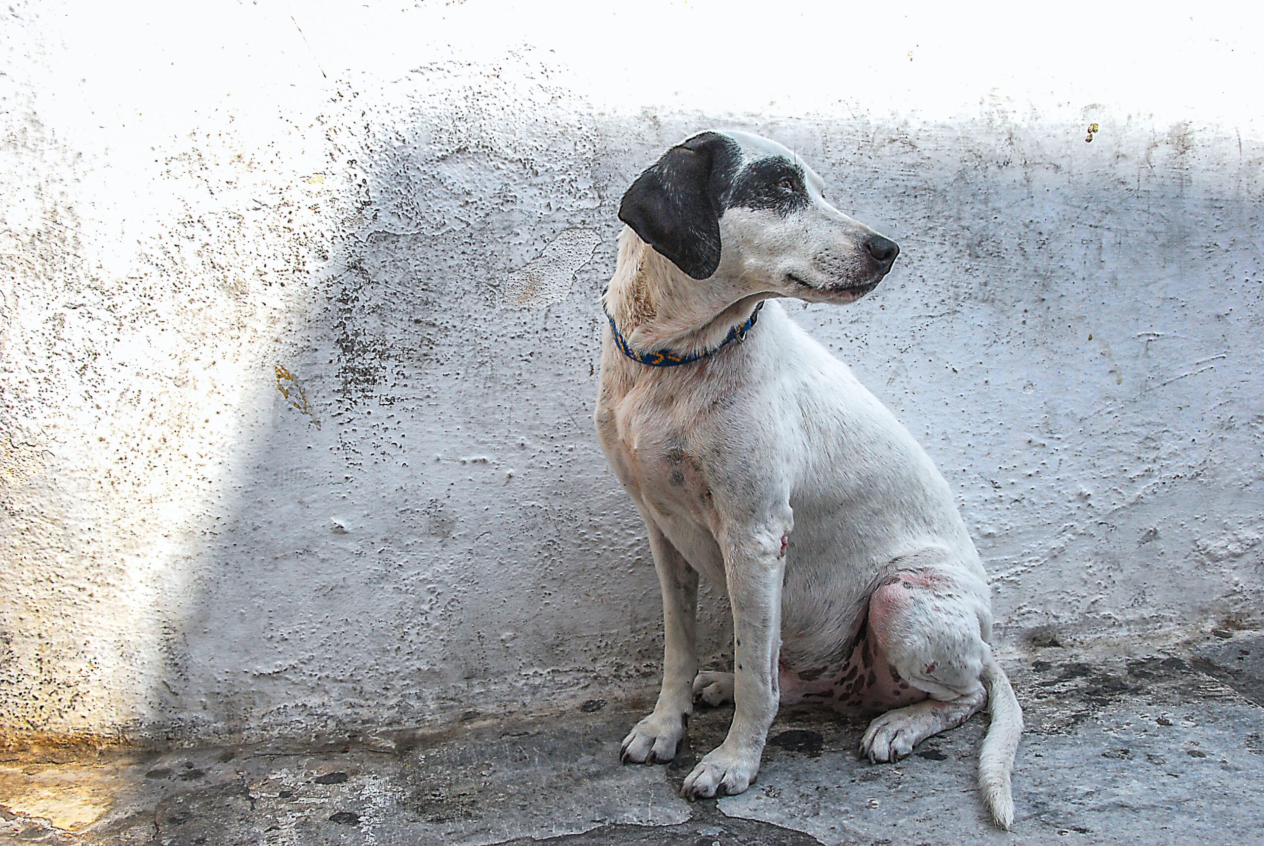 test DNA per cani