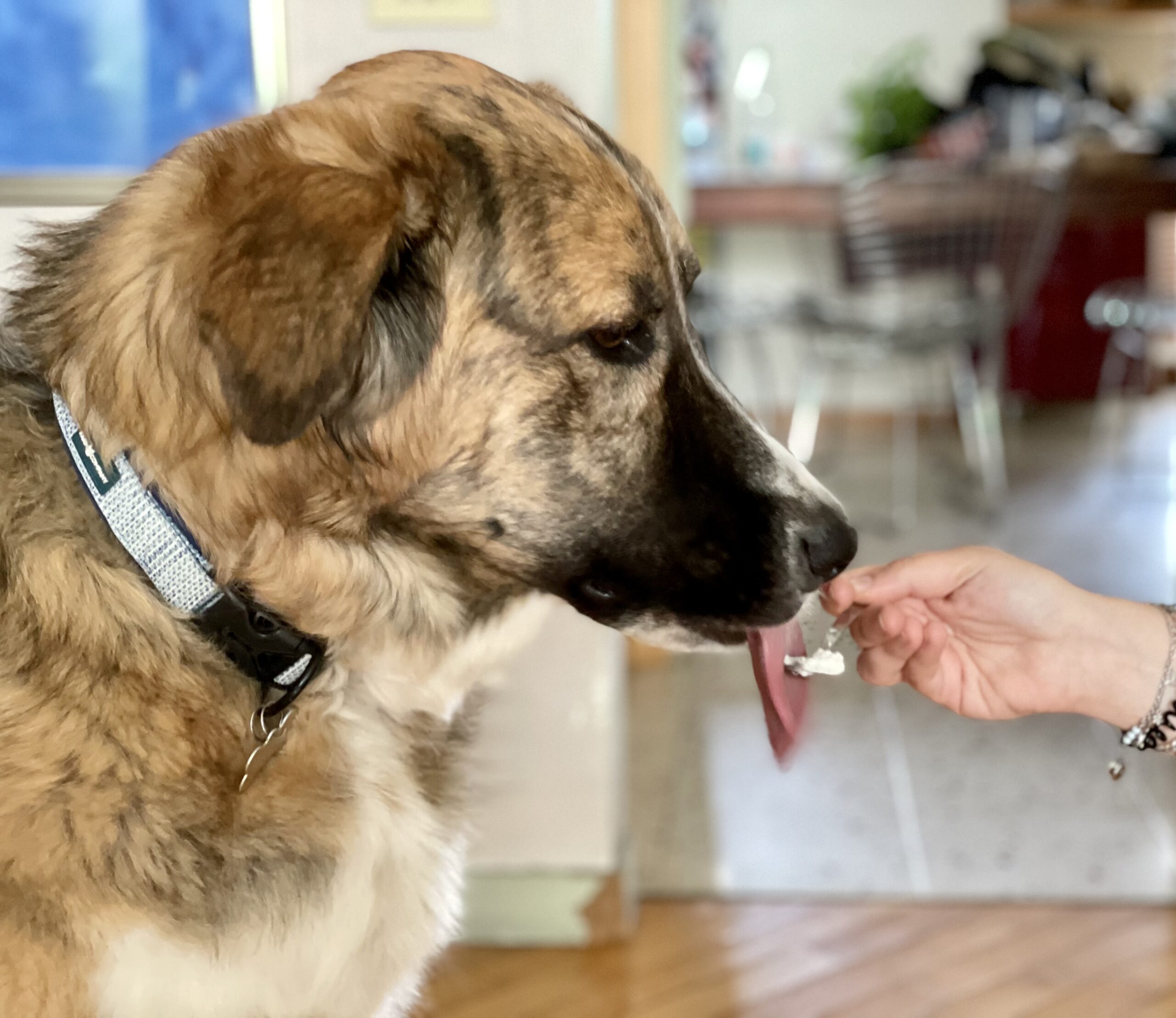 5 gelaterie per cani a Milano