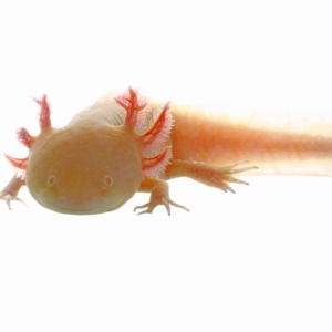 5 cose che devi sapere se vuoi un axolotl