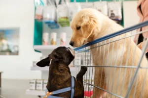 cani golden retriever e bulldog francese al supermercato nel carrello della spesa
