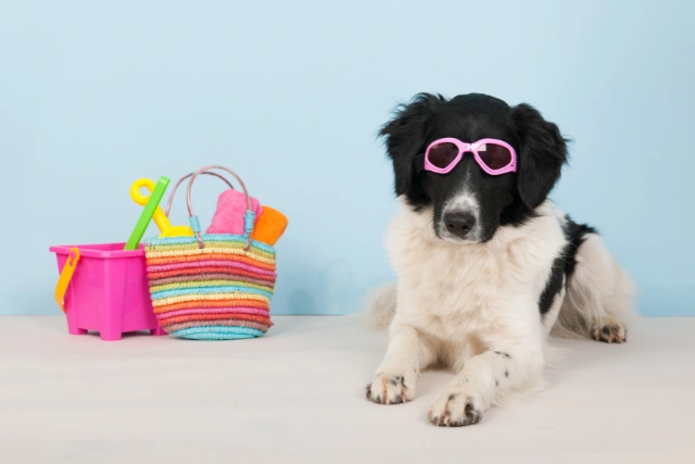 Cane in vacanza: 5 consigli per viverlo al meglio
