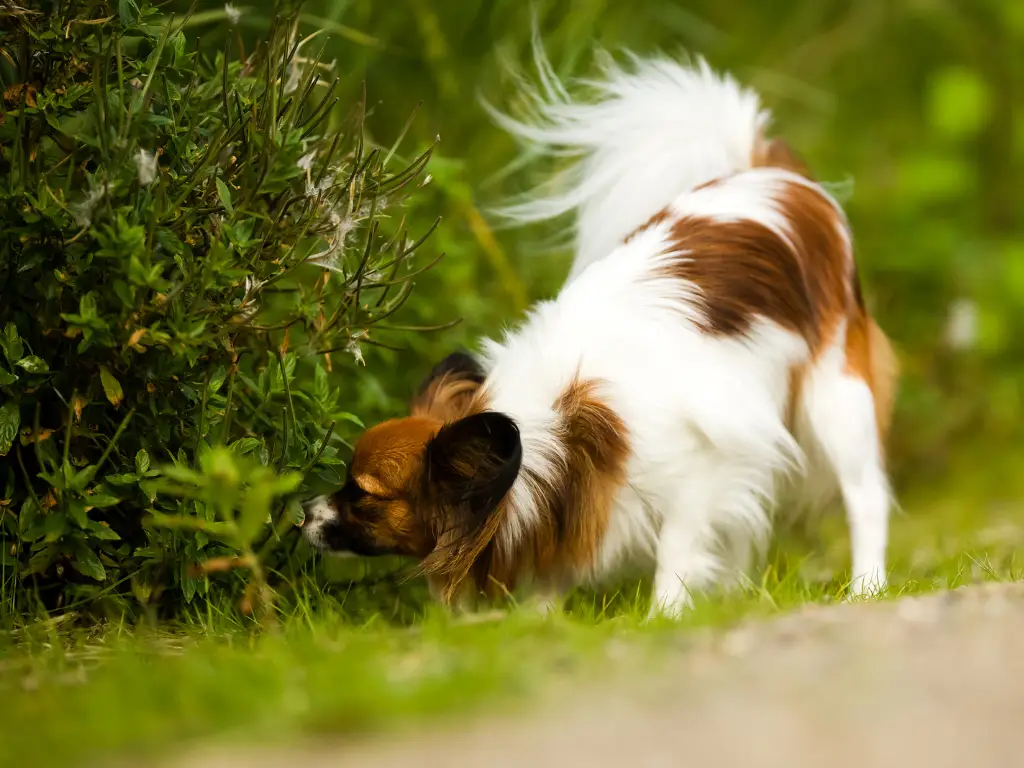 perché i cani annusano tutto